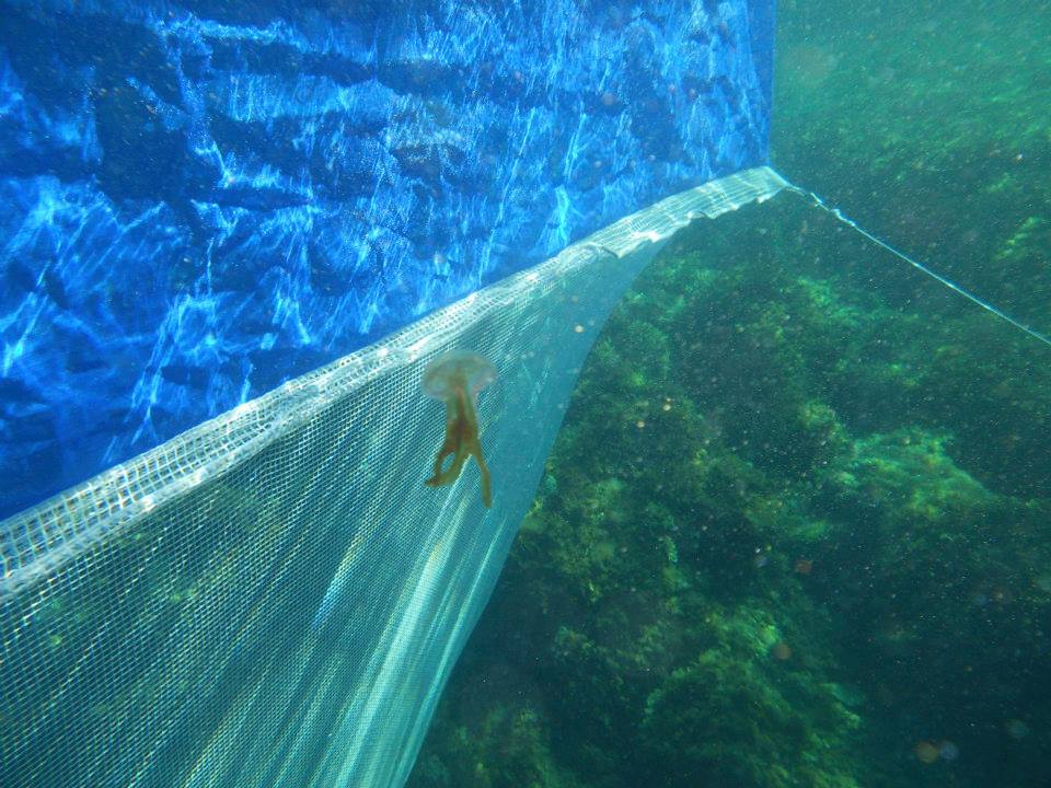 To δίχτυ μπλοκάρει την τσούχτρα