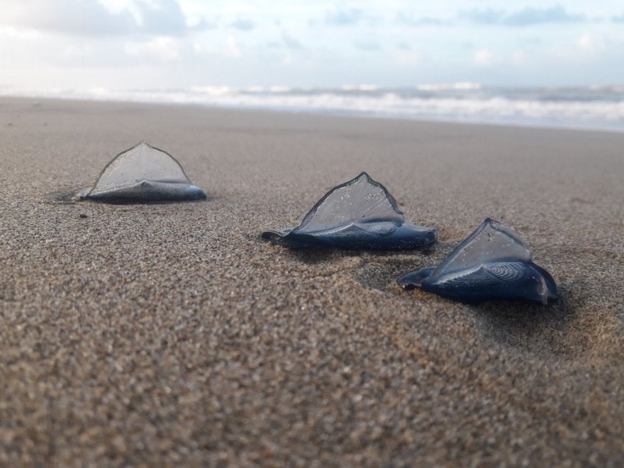 Νάπολι, 16 Μαρτίου 2018, εισβολή μπλε μεδουσών