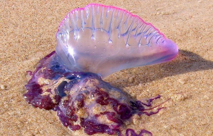 Σικελία, 19 Μαΐου.Εμφάνιση του είδους Physalia physalis