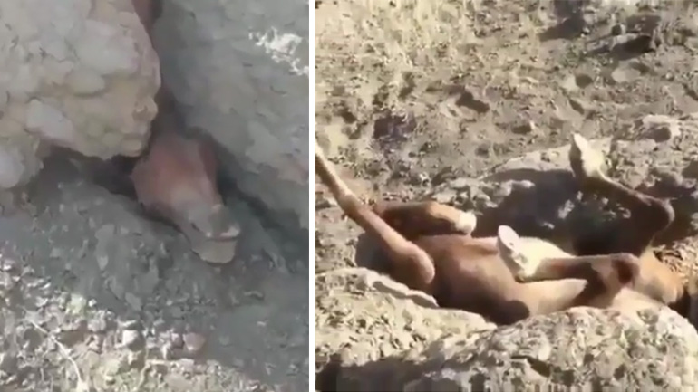 Έσωσαν άλογο που είχε παγιδευτεί ανάμεσα σε δύο βράχους