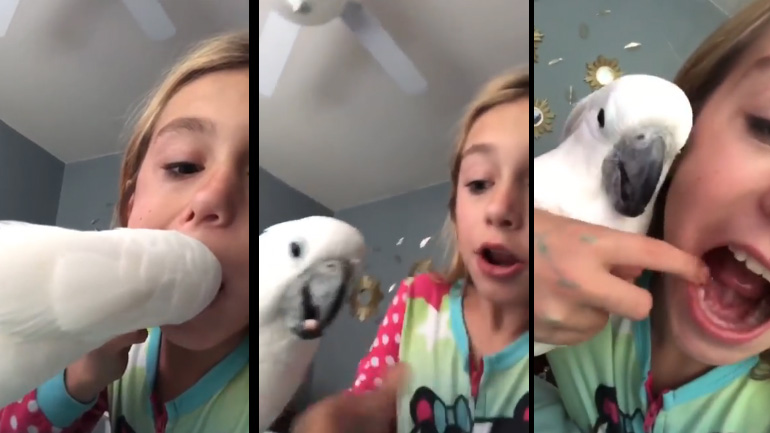 Ο παπαγάλος οδοντίατρος