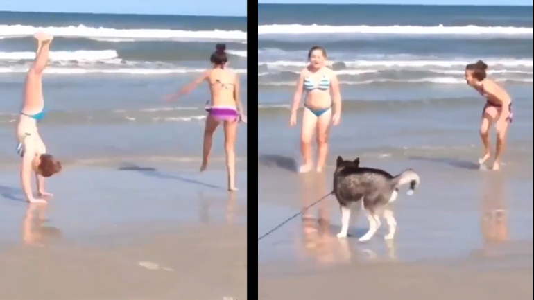 Σκύλος μιμείται την τούμπα ενός κοριτσιού