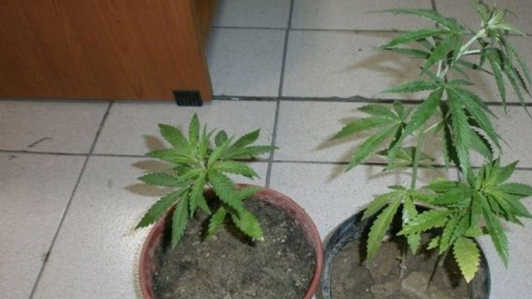 Πιερία: 36χρονος καλλιεργούσε κάνναβη σε γλάστρες στην αυλή του