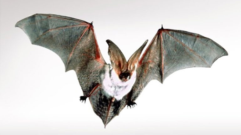 Ινδία: Τουλάχιστον 10 νεκροί από τον ιό Νίπα που μεταδίδεται από τις νυχτερίδες