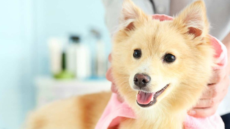 Ξέρεις πόσο συχνά πρέπει να βουρτσίζεις τα δόντια του σκύλου σου;