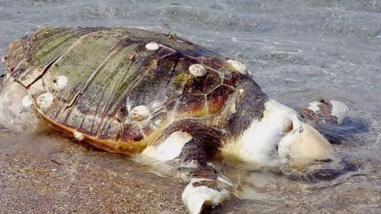Νεκρές θαλάσσιες χελώνες εντοπίστηκαν στο Πόρτο Λάγος και στον Αγιόκαμπο