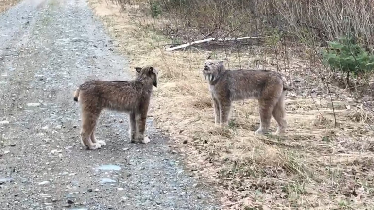 Δύο λύγκες σε έντονη… λογομαχία!