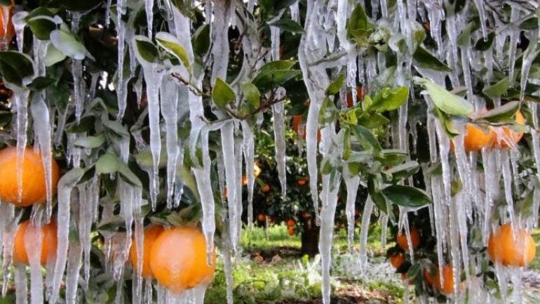 Αποζημιώσεις 5,5 εκατ. ευρώ περίπου πληρώνει ο ΕΛΓΑ