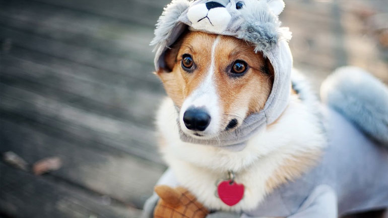 Αυτός είναι ο απίστευτος λόγος που ο σκύλος σου παίρνει πάντα βάρος τον χειμώνα