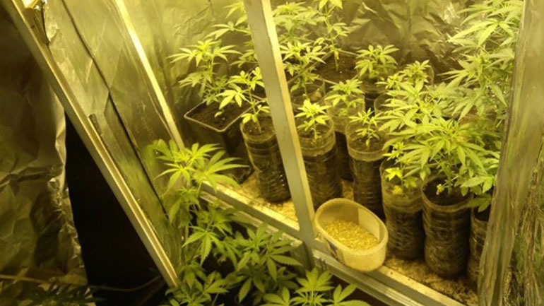 Κέρκυρα: Σύλληψη 42χρονου για καλλιέργεια υδροπονικής κάνναβης