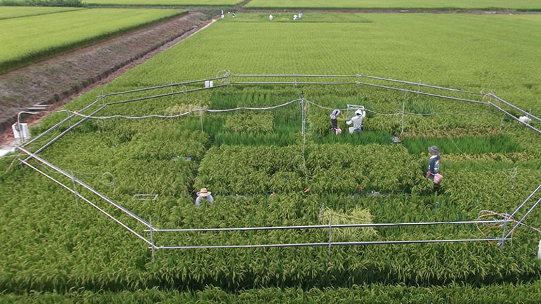 Τα αυξανόμενα επίπεδα του διοξειδίου μειώνουν τη θρεπτική αξία του ρυζιού