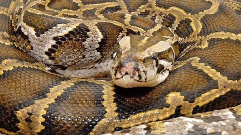 Κίνα: Σε φυλάκιση καταδικάσθηκε άνδρας γιατί σκότωσε ένα φίδι