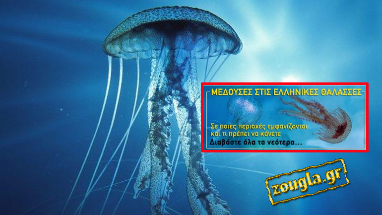 Μέδουσες στις ελληνικές θάλασσες – Νέα κατηγορία στο zougla.gr