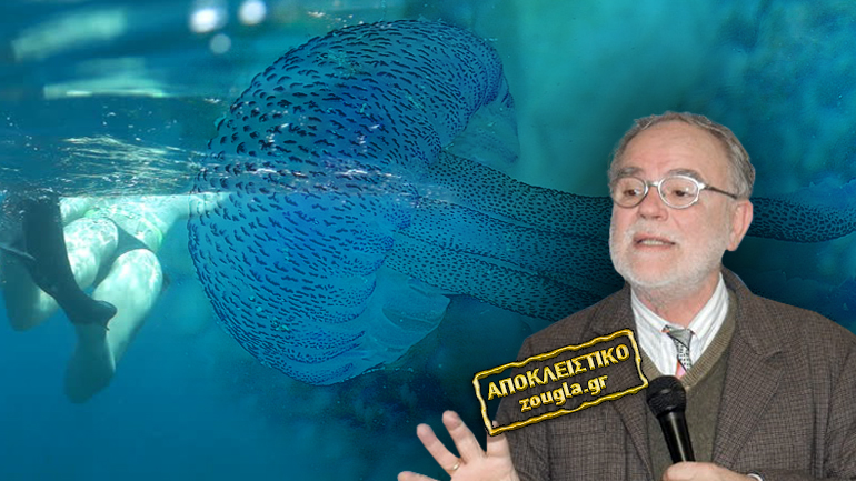 Εφιαλτικό σενάριο: “Οι μέδουσες θα αντικαταστήσουν τα ψάρια”