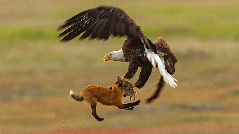 Αετός κλέβει το γεύμα μιας αλεπούς Αετός κλέβει το γεύμα μιας αλεπούς