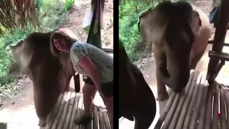 Η σέλφι με τον ελέφαντα δεν πήγε και τόσο καλά