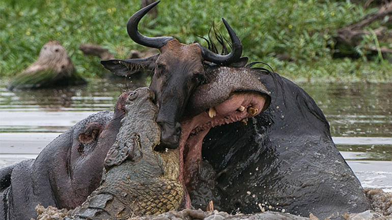 Ιπποπόταμοι σώζουν ένα γκνου από τους κροκόδειλους
