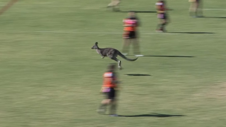 Καγκουρό μπουκάρει σε γήπεδο της Αυστραλίας