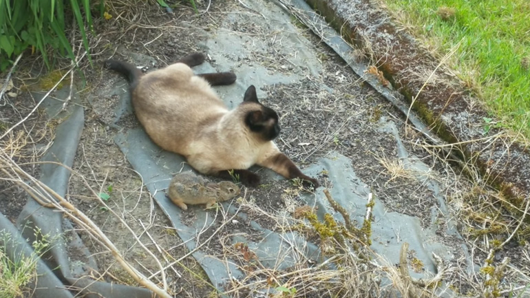 Ένα πολύ άτυχο κουνέλι