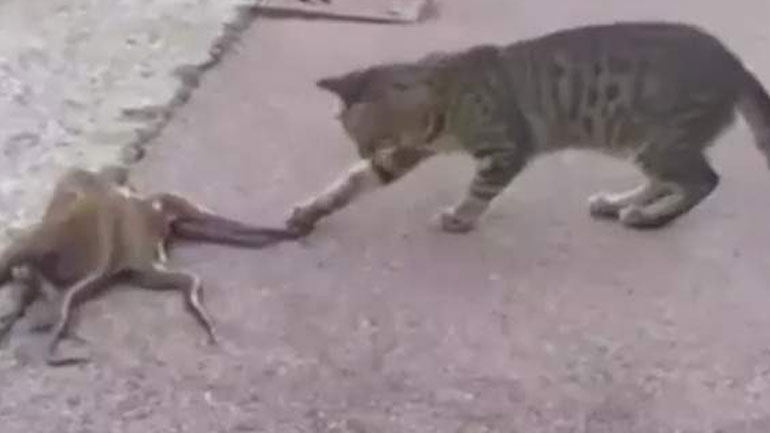 Πώς το χταπόδι γλύτωσε από τα νύχια της γάτας