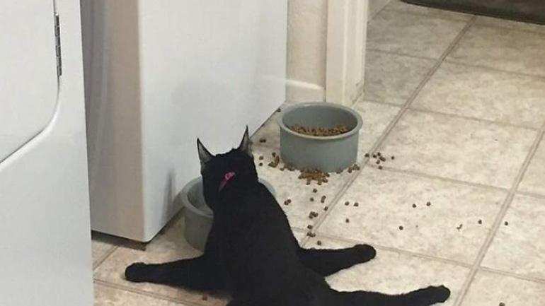 Οι 8  πιο περίεργες φωτογραφίες από γάτες