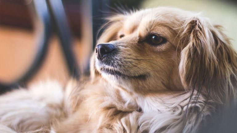 Πώς να κάνεις τον σκύλο σου ευτυχισμένο ακόμα κι όταν λείπεις από το σπίτι Πώς να κάνεις τον σκύλο σου ευτυχισμένο ακόμα κι όταν λείπεις από το σπίτι