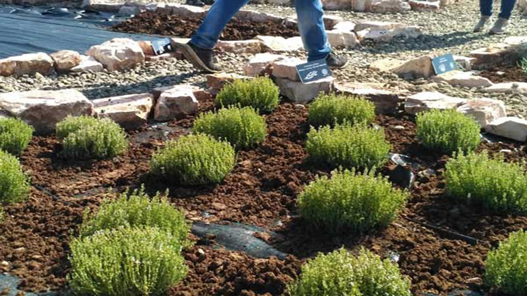 Ιωάννινα: Τα Λιθαρίτσια απέκτησαν έναν υπέροχο βοτανόκηπο