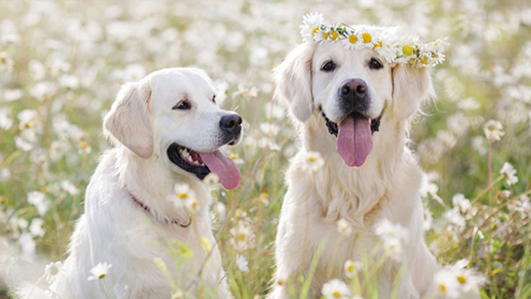 Πώς να προστατέψετε τον σκύλο σας απ’ τον καύσωνα