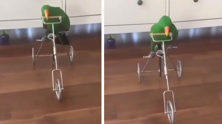 Ο παπαγάλος κάνει ποδήλατο