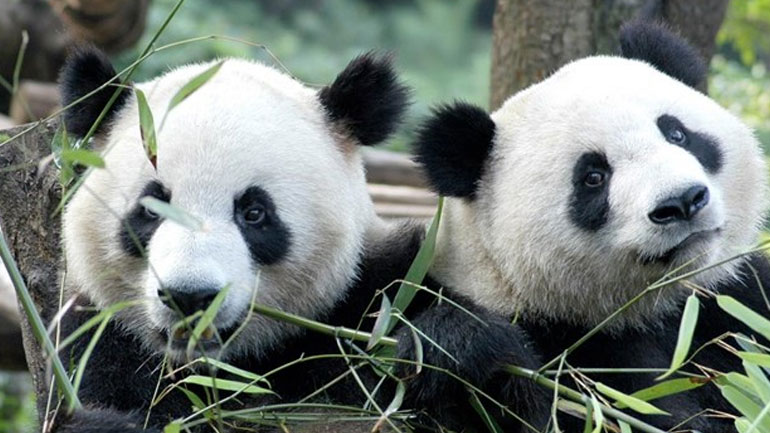 Κίνα: Τα πρώτα δίδυμα πάντα του 2018 γεννήθηκαν στη βάση αναπαραγωγής του Τσενγκντού