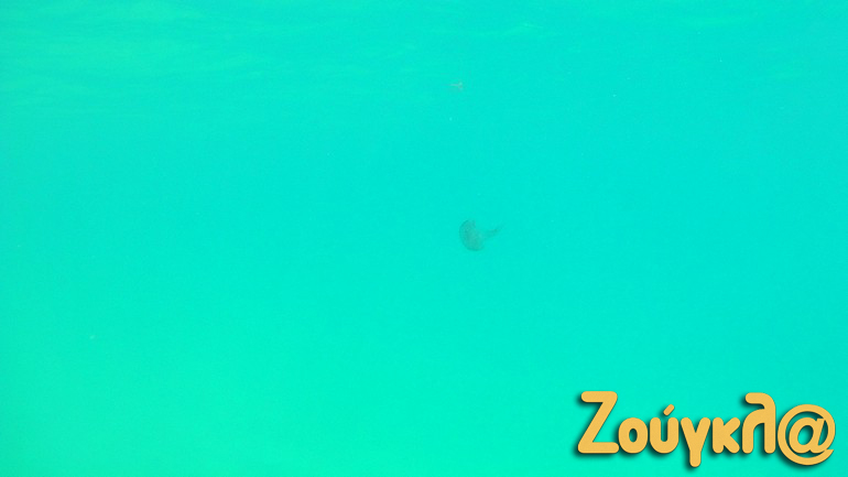 Ο φακός του zougla.gr κατέγραψε την παρουσία μεδουσών στις ακτές του Λουτρακίου