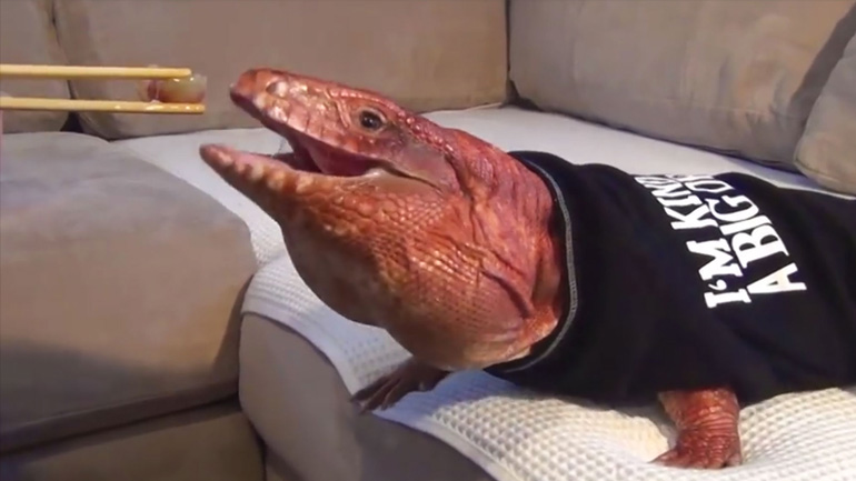 Γιγαντιαία σαύρα κοιμάται στο κρεβάτι και τρώει με chopsticks