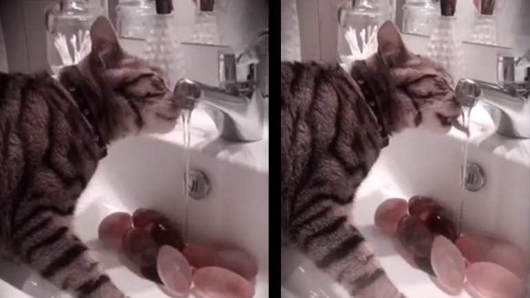 Ο γάτος ξεδιψάει πίνοντας κρύο νερό από τη βρύση!