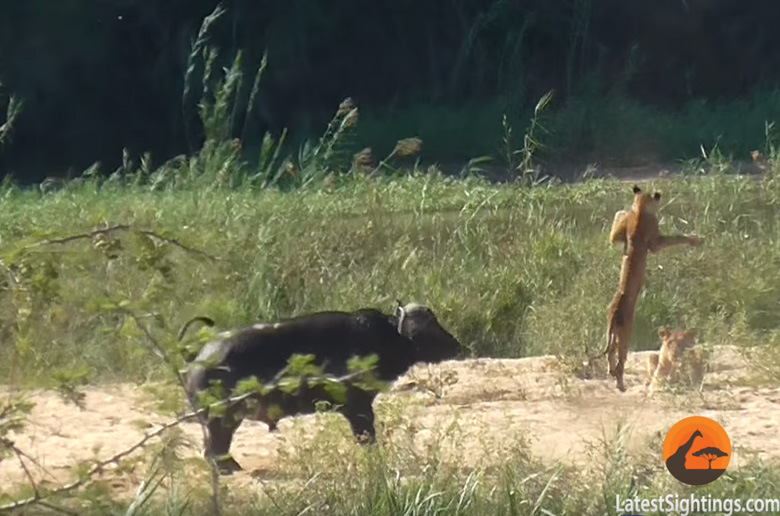 Βίσονας σώζει μια σαύρα από τα δόντια ενός λιονταριού