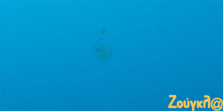 Προς το παρόν, ο αριθμός των μεδουσών που καταγράφονται στον βυθό του Κορινθιακό φαίνεται περιορισμένος, σε σχέση με την περσινή χρονιά