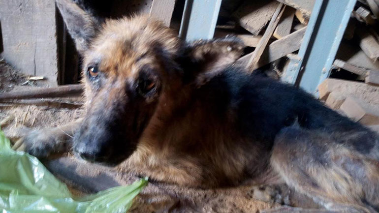 Ναύπλιο: Έκκληση για τη διάσωση σκυλιών που έχασαν τον ιδιοκτήτη τους