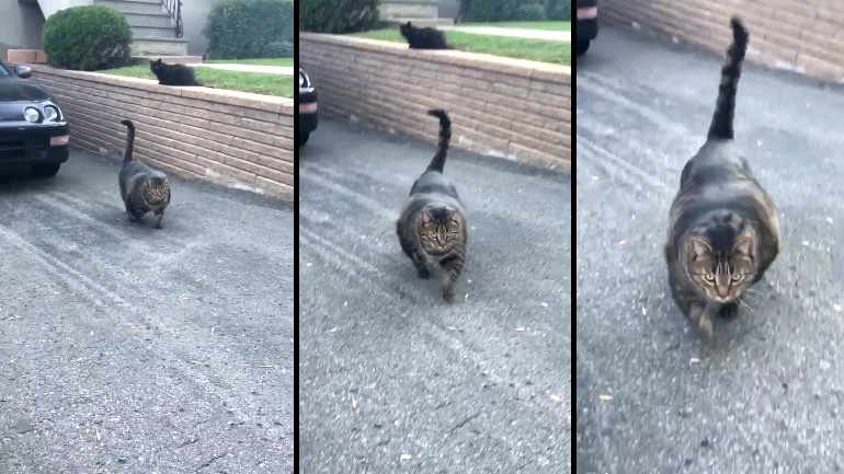 Η γάτα bodybuilder