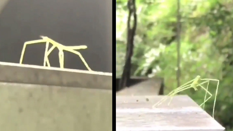 Ένα έντομο χορεύει το «Tainted Love»