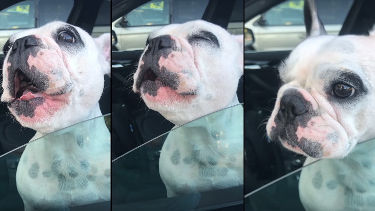 Μαθήματα όπερας από έναν σκύλο – τενόρο!