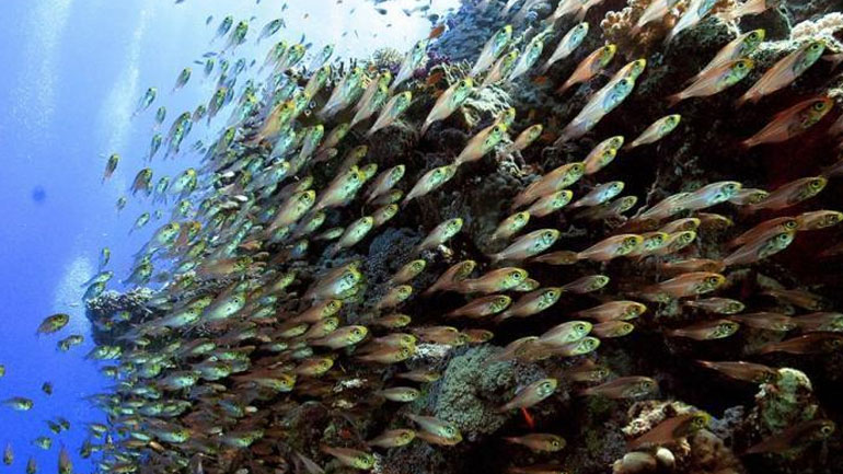 Στρασβούργο: Ευρωβουλευτές καλούν τα κράτη μέλη και την Επιτροπή για εντατικοποίηση της αλιευτικής πολιτικής στην ΕΕ