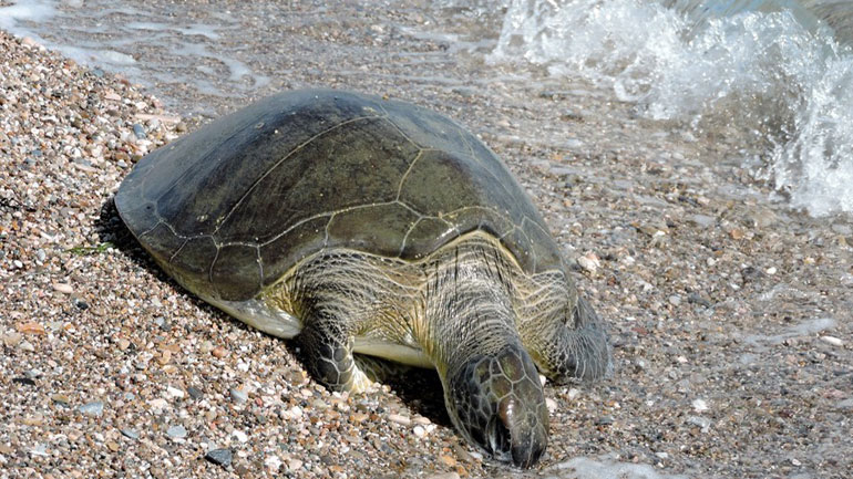 «Αρχιπέλαγος»: Έξαρση θανάτων των θαλάσσιων χελωνών στο Αιγαίο «Αρχιπέλαγος»: Έξαρση θανάτων των θαλάσσιων χελωνών στο Αιγαίο