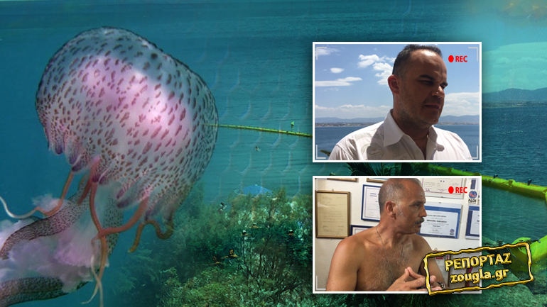 Στο κυνήγι της μέδουσας με τον φακό του zougla.gr Στο κυνήγι της μέδουσας με τον φακό του zougla.gr