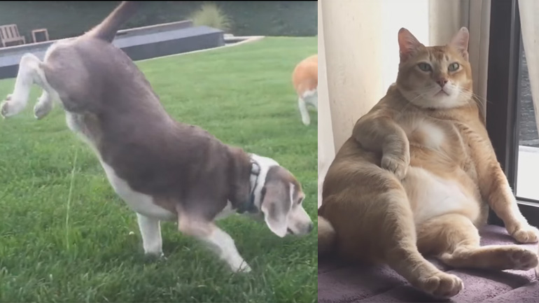 Αστείες στιγμές με ζώα