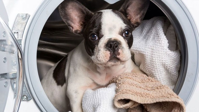 Αυτό είναι ένα από τα καλύτερα δώρα για το κατοικίδιό σας