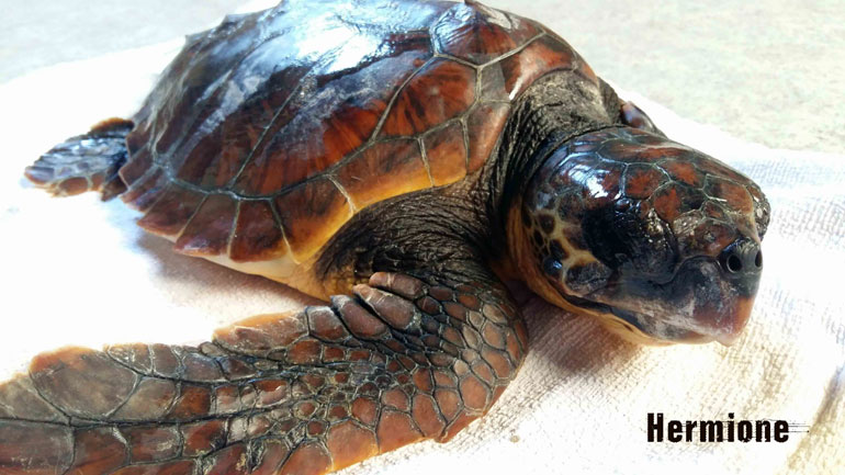 Αποθεραπευμένη νεαρή  θαλάσσια χελώνα επιστρέφει στα νερά του κόλπου Λαγανά Ζακύνθου