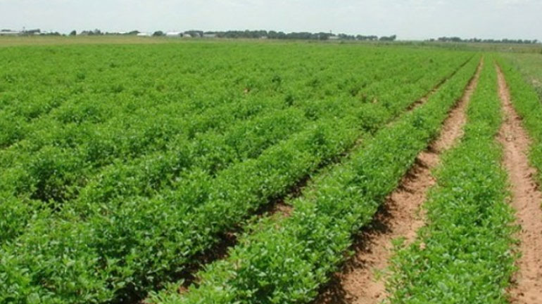 Κατά 16 εκατ. περίπου ευρώ αυξήθηκε για την Κρήτη ο προϋπολογισμός του προγράμματος «βιολογικές καλλιέργειες»