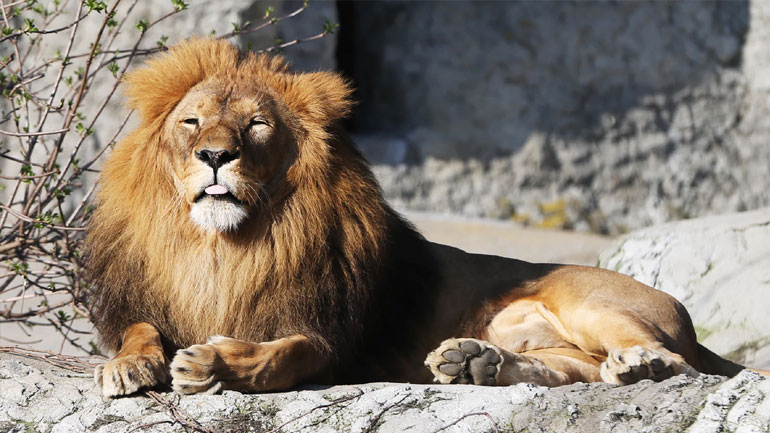 Άγρια ζώα δραπέτευσαν από ζωολογικό κήπο στη Γερμανία