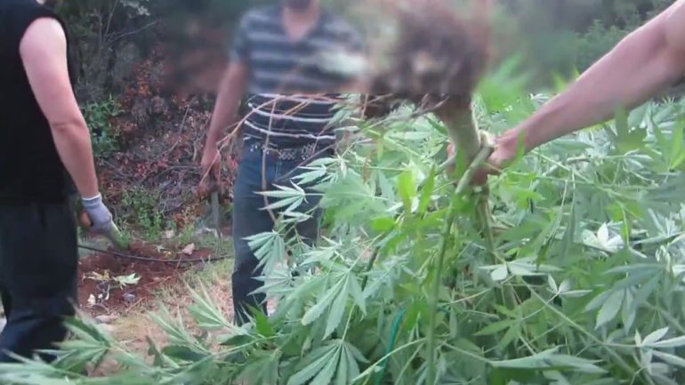 Ρέθυμνο: Σύλληψη για καλλιέργεια κάνναβης