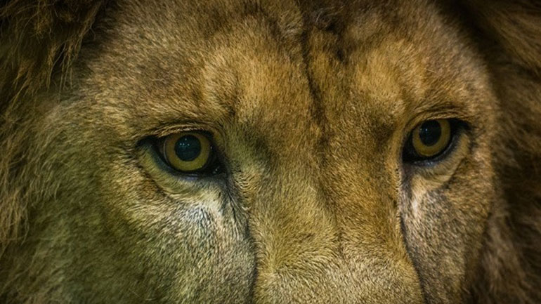 Γερμανία: Βρέθηκαν τα πέντε αιλουροειδή που είχαν διαφύγει από ζωολογικό κήπο