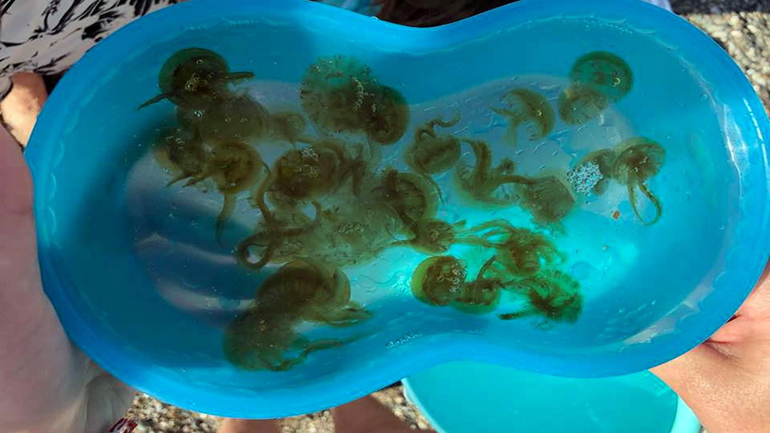 Επιδρομή μεδουσών στο Αλεποχώρι – Τις μαζεύουν σε κουβάδες